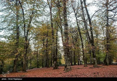 ایران زیباست؛ طبیعت پاییزی - گیلان