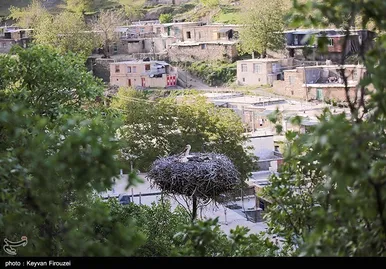 ایران زیباست | همزیستی لک‌لک‌ها و انسان در روستای دره‌تفی - مریوان