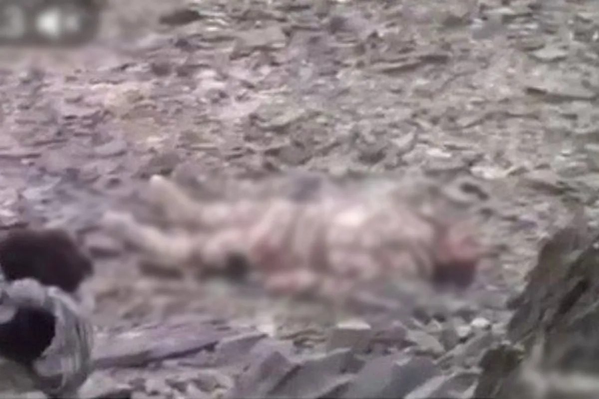 فیلم منتشر شده از لحظه شهادت سرباز مرزبانی صحت ندارد