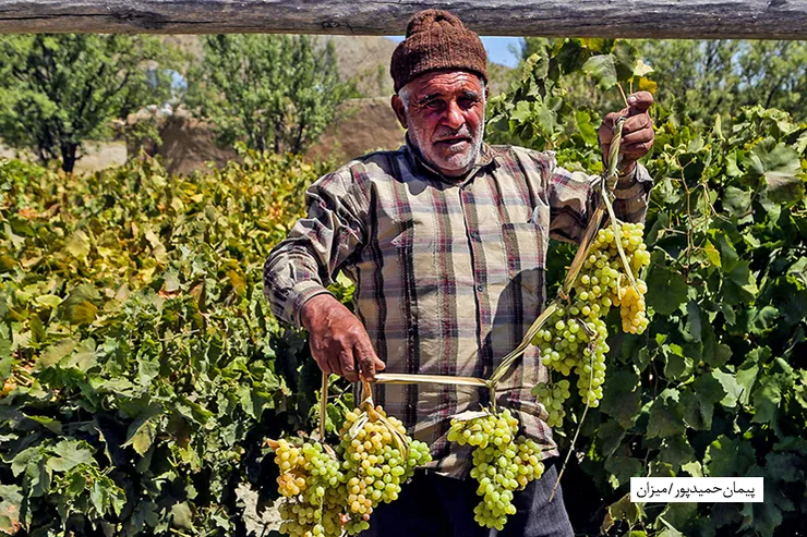 رتبه دوم تولید انگور برای خراسان رضوی