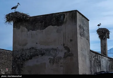 ایران زیباست | همزیستی لک لک‌ها در روستای کپر جودکی بروجرد با مردم روستا