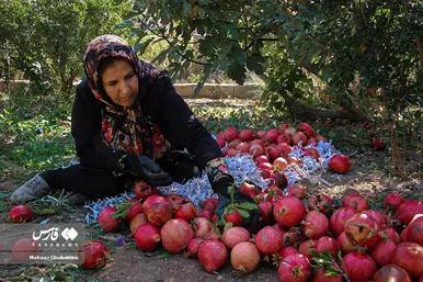 ایران زیباست | برداشت انار در فیروزکوه