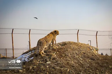 ۹ ماهگی «پیروز»