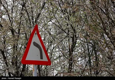 شکوفه‌های بهاری ابهر - زنجان