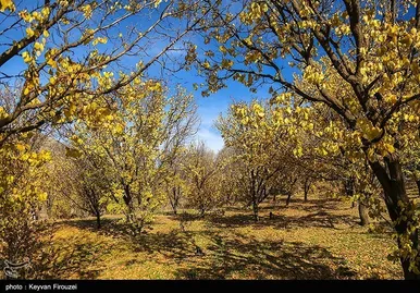 ایران زیباست | پاییز رنگارنگ کردستان