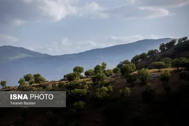 ایران زیباست | جنگل‌های بلوط لرستان