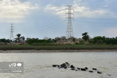 پرورش گاومیش «خوزستان»