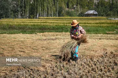 گزارش تصویری | برداشت سنتی برنج در سوادکوه