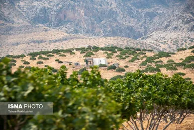 ایران زیباست | بزرگترین انجیرستان دیم جهان - استهبان