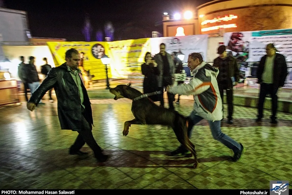 ۱۰ هزار و ۲۸۳ حیوان‌گزیدگی طی ۶ ماه نخست امسال در مشهد رخ داده است