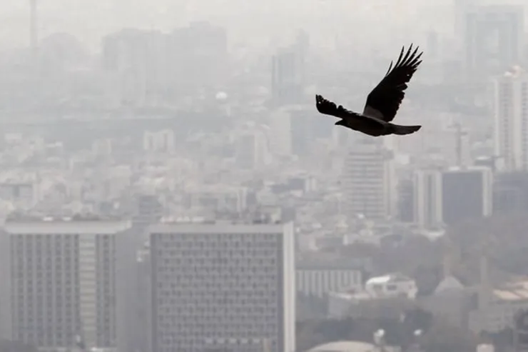 آلودگی هوا با بدن ما چی می کند؟