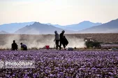 سطح زیر کشت زعفران در خراسان رضوی ۹۵ هزار هکتار است | پیش‌بینی کاهش وزن عملکرد محصول به دلیل تشدید تغییرات اقلیمی