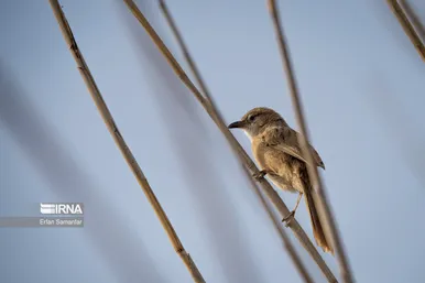 ایران زیباست | تالاب هورالعظیم