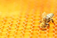 مغز یک زنبور، راهنمای نسل جدید پهبادها