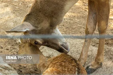 عکس‌هایی از باغ وحش بزرگ تهران