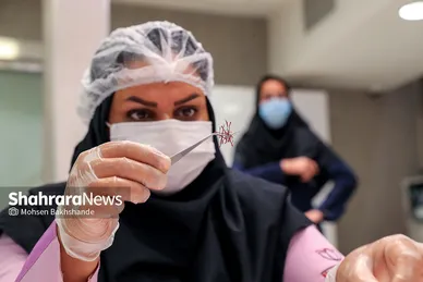 برداشت زعفران از مزارع تربت حیدریه