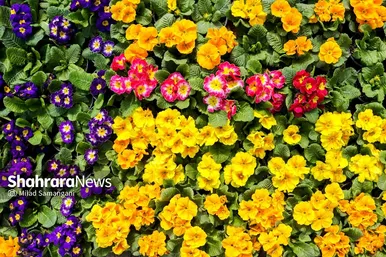 گزارش تصویری | مرکز تولیدات گل و گیاه شهرداری مشهد