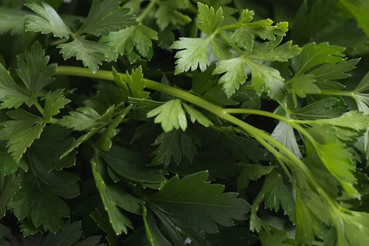 سبزی «جعفری» چه خواصی دارد؟