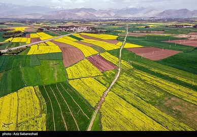 ایران زیباست | کشت کلزا در شهرستان سلسله - لرستان