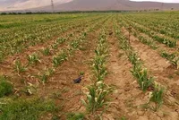 رشد کشت دیم در خراسان رضوی در پی شرایط مطلوب بارندگی