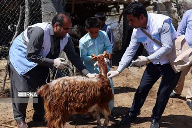 واکسیناسیون دام در مناطق سیل زده