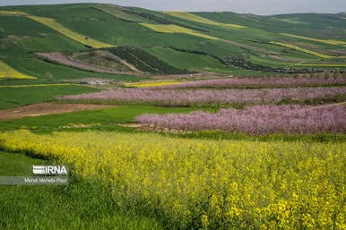 عکس‌هایی از مزارع کلزا