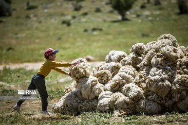 عکس‌های پشم‌چینی گوسفندان عشایر