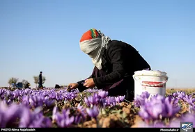 جای خالی صنایع تبدیلی در بزرگ&zwnj;&zwnj;&zwnj;&zwnj;&zwnj;&zwnj; ترین استان صادرکننده زعفران