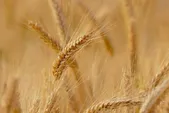 آغاز خرید تضمینی گندم از جنوب خراسان رضوی