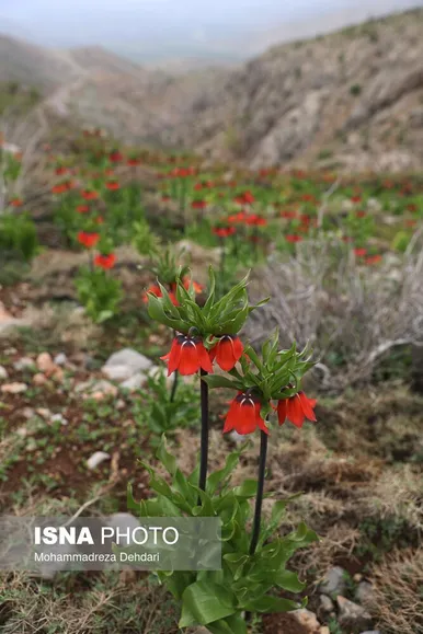 لاله‌ی «واژگون» و شاهنامه فردوسی