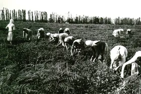 تاریخچه&zwnj;ای از کشت چای در ایران | چند&zwnj;و&zwnj;چون چای