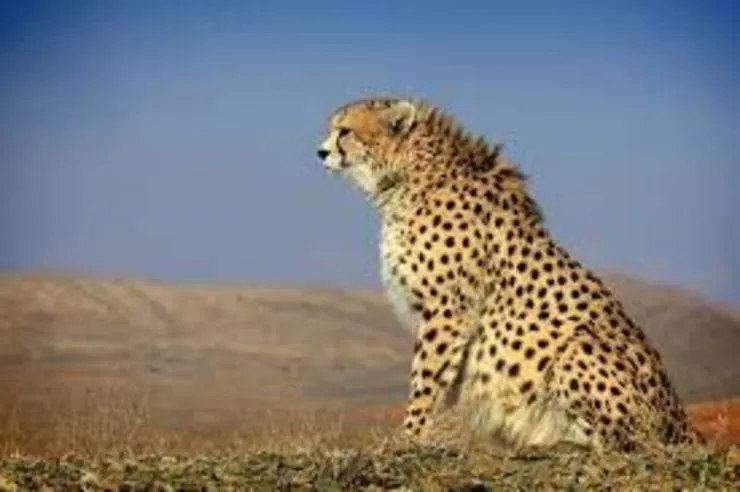 ثبت دومین رکورد از حضور یوزپلنگ در خراسان رضوی