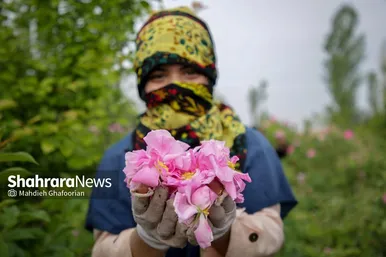 برداشت گل محمدی در روستای فرخد در نزدیکی مشهد