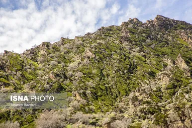 ایران زیباست | مخمل کوه در گستره زاگرس - لرستان