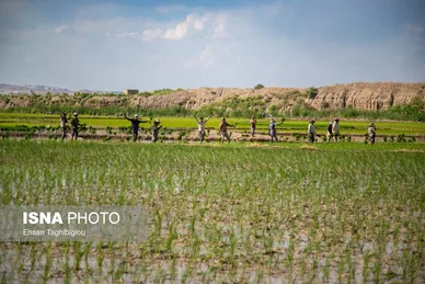 گزارش تصویری | رونق کشت برنج در حاشیه رودخانه قزل اوزن