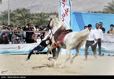 دومین فستیوال کشوری اسب اصیل ایرانی در بوشهر