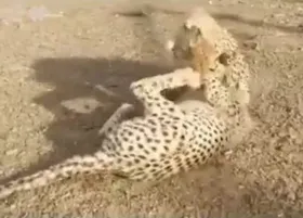 ویدئو | بازیگوشی&zwnj;های آذر و توران