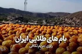 ویدئو| روایتی از برداشت آلو از بزرگترین باغات آلوی کشور در خرو نیشابور | بام&zwnj;های طلایی ایران