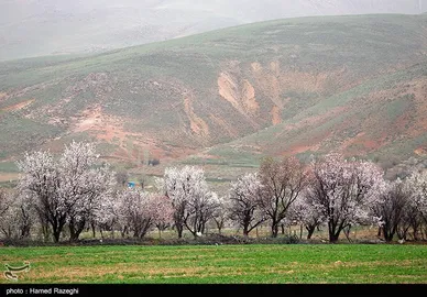 شکوفه‌های بهاری ابهر - زنجان