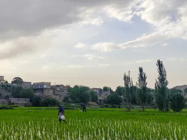 مزارع شالیکاری کلات نادری