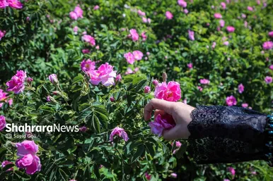 گزارش تصویری | برداشت گل محمدی در روستای فرخد
