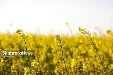 گزارش تصویری | مزارع «کلزا» در نزدیکی مشهد