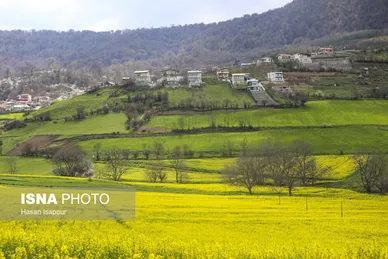 ایران زیباست | کشت کلزا در مناطق کوهستانی دودانگه - مازندران