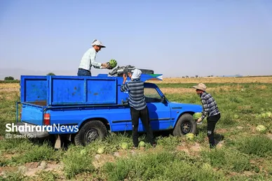 برداشت هندوانه در روستای گلسرا