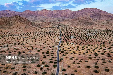 گزارش تصویری | برداشت انجیر در استهبان