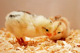 سقف قیمت جوجه یک&zwnj;روزه تعیین شد