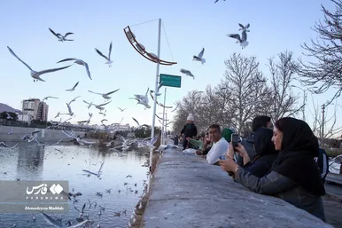 مرغان دریایی سیبری؛ میهمان زمستانی شیرازی‌ها