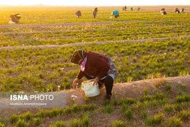 ایران زیباست | طلای سرخ نیشابور