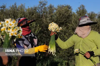 ایران زیباست | مزرعه گل نرگس - گلستان