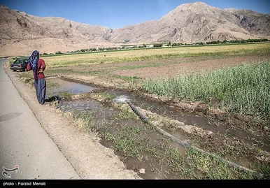 مزرعه پیاز بذری - کرمانشاه